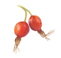 Two wild rose hips isolated on white. Hand drawn watercolor illustration Royalty Free Stock Photo