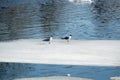 Two wild seagulls sitting on an ice floe floating in cold blue water in bright sunny day horizontal view