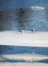 Two wild seagulls sitting on an ice floe floating in cold blue water in bright sunny day vertical view