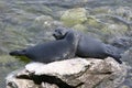 Two wild seals Royalty Free Stock Photo