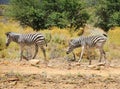 Two wild small zebras Royalty Free Stock Photo