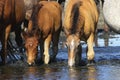 Two wild sorrel foals drinking water Royalty Free Stock Photo