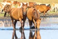 Two wild sorrel horses drinking water Royalty Free Stock Photo