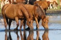 Two wild sorrel horses drinking water