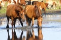 Two wild sorrel horses drinking water Royalty Free Stock Photo