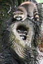 Two Raccoons In Tree