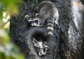 Two Raccoons In Tree