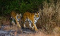 Two wild tiger in the morning twilight in the jungle. India. Bandhavgarh National Park. Madhya Pradesh. Royalty Free Stock Photo
