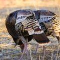 Two wild turkeys eating corn Royalty Free Stock Photo
