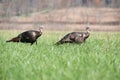 Two wild turkeys Royalty Free Stock Photo