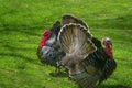 Two Wild Turkeys At David Crockett Birthplace State Park