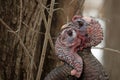 Two wild turkeys in eye to eye combat