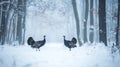 Two Wild Turkeys Facing Each Other in a Snowy Forest Royalty Free Stock Photo
