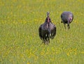 Two wild turkeys in field of yellow wildflowers. Royalty Free Stock Photo