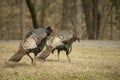 Two wild turkeys hunting for food. Royalty Free Stock Photo