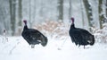 Two Wild Turkeys Standing in a Snowy Forest Royalty Free Stock Photo