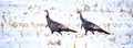 Two wild turkeys walking in a snowy corn field in a panoramic Royalty Free Stock Photo