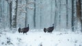 Two Wild Turkeys Walking Through a Snowy Forest Royalty Free Stock Photo