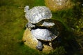 Two wild turtles on a rock, one sitting on the other. Royalty Free Stock Photo