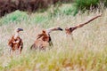 Wild vultures in the nature