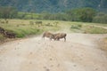 Wild warthogs fighting on the road