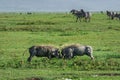 Two wild warthogs fighting in the grass. Royalty Free Stock Photo