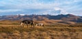 Two wild white and brown horses go on the mountain pasture. Beautiful horses in an autumn meadow poses against the background of a Royalty Free Stock Photo