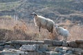 Two wild white sheep