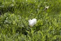 Russia. Two wild white tulips in green grass in spring steppe in Kalmykia Royalty Free Stock Photo