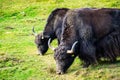 Two wild yaks (Bos mutus) grazing on grass background copy-space Royalty Free Stock Photo