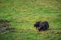 Two wild yaks (Bos mutus) grazing on grass background copy-space Royalty Free Stock Photo