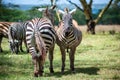 Two Wild zebra staying under tree Royalty Free Stock Photo