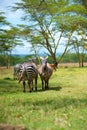 Two Wild zebra staying under tree Royalty Free Stock Photo