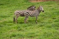 Two wild zebras on meadow like horse with black and white lines on its body