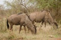 Two wildebeest grazing