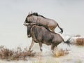 Two wildebeest splashing in lake Royalty Free Stock Photo