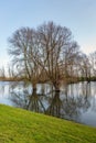 Two willow trees in the water Royalty Free Stock Photo