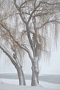 Two Willows in a Storm Royalty Free Stock Photo