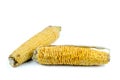 Two wilted corn cob with dry leaves isolated on white Royalty Free Stock Photo