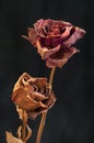 A two wilting rose on dark background