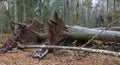 Two wind broken old Norwegian Spruce tree lying