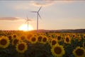 Two wind turbines on sunflower field during sunset Royalty Free Stock Photo