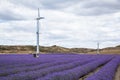 Two windmills over rows of lavender