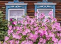 Two window with old wood shabby blue platbands in the village house. Mallow bush with delicate pink flowers Royalty Free Stock Photo