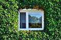 Two windows covered by green ivy leafs on the wall of old vintage british house Royalty Free Stock Photo