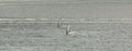 Two Windsurfers on Open Sea Royalty Free Stock Photo
