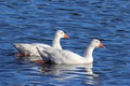 Two Winter Geese