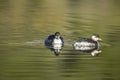 Two wintering Black-necked grebes, Podiceps nigricollis Royalty Free Stock Photo