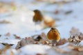 Two wintering Robins among dry leaves in the snow Royalty Free Stock Photo