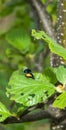 Two wires on a green leaf. Royalty Free Stock Photo